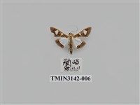 藏品(螟蛾289)的圖片